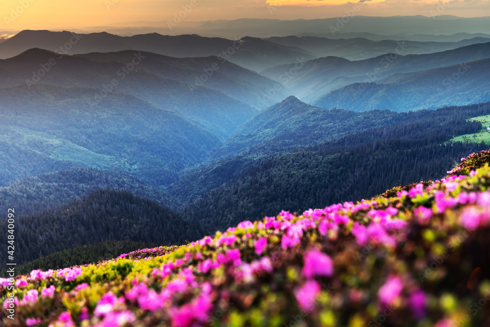 Pink rhododendron flowers in mountains Pink rhododendron flowers in mountains