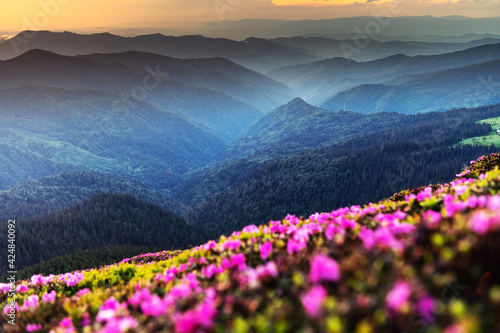 Pink rhododendron flowers in mountains