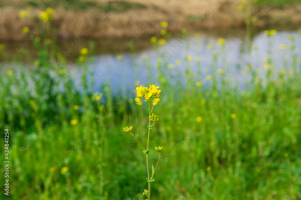 Fototapeta premium grass in the water