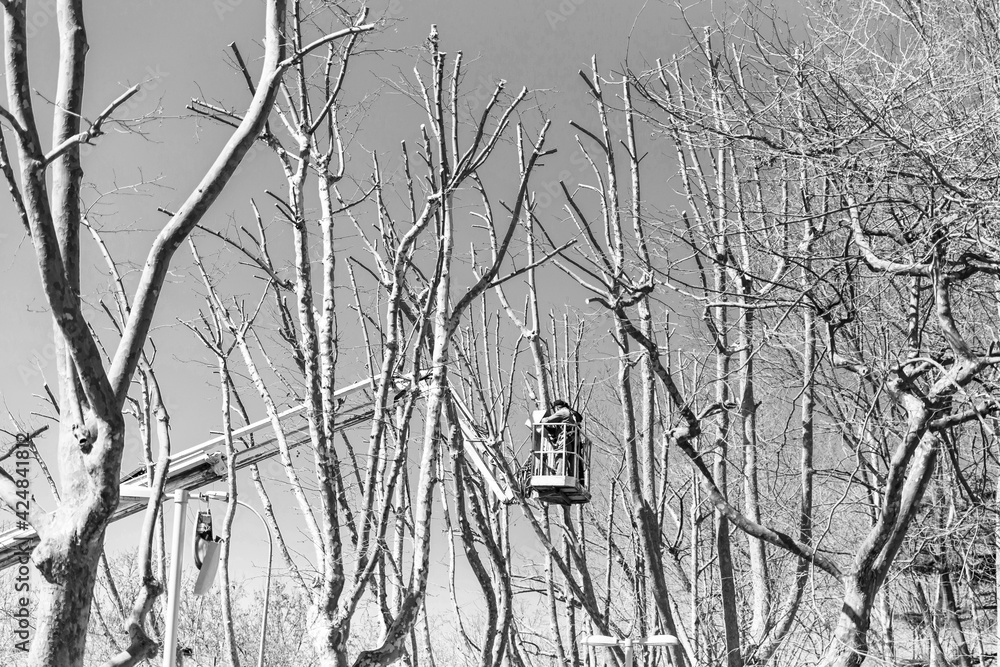 Men in winter clothes cuts off a tree branches with a chainsaw, standing on aerial work platform, view from the back