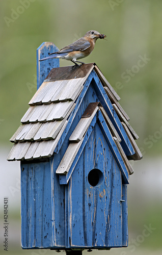 Mama female bluebird with food in mouth on blue bluebird house photo