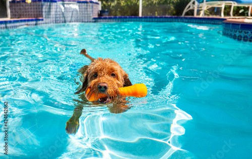 Miniature Goldendoodle playing fetch swimming in salt water pool