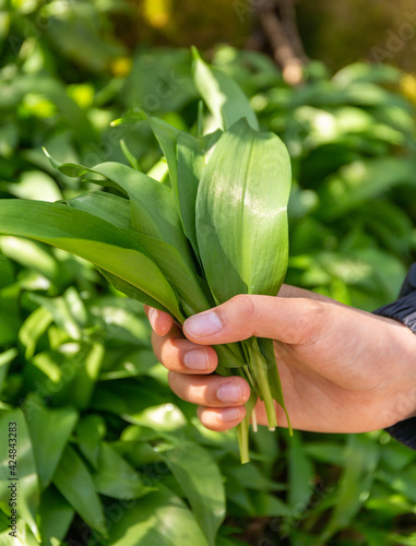 Wild garlic foraging in Scotland