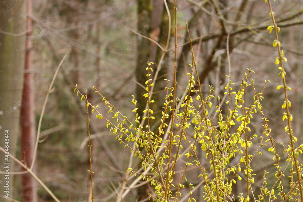 close up of blooming forsythia plants close up of blooming forsythia plants