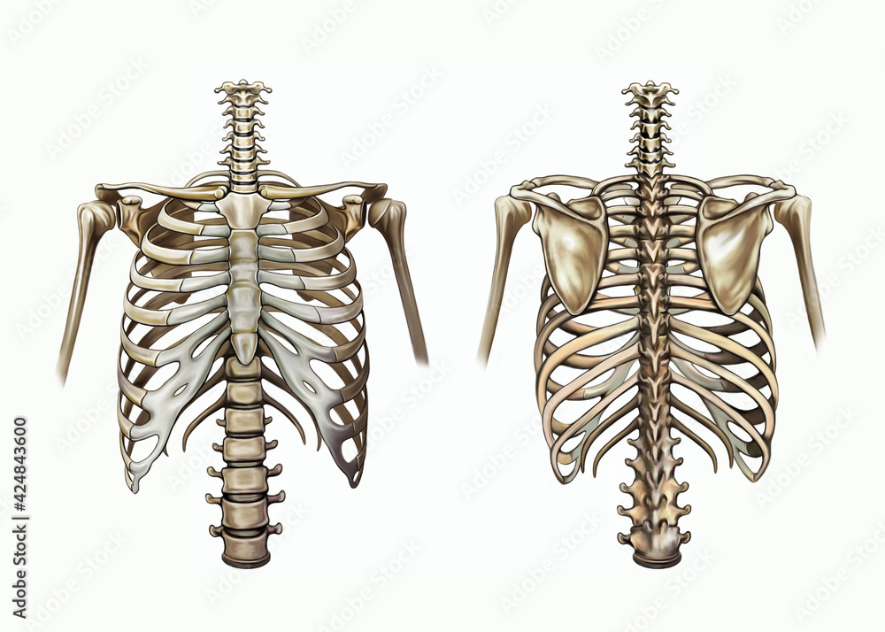 human chest and shoulder girdle Stock Illustration