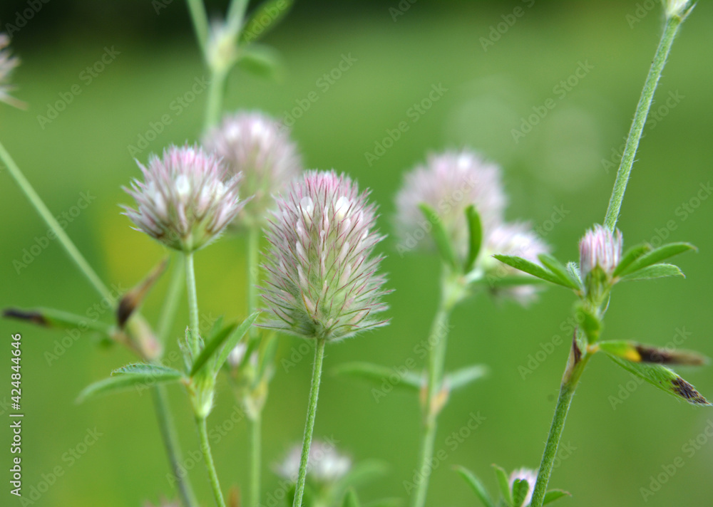 In the meadow among the grass grows trifolium arvense In the meadow among the grass grows trifolium arvense