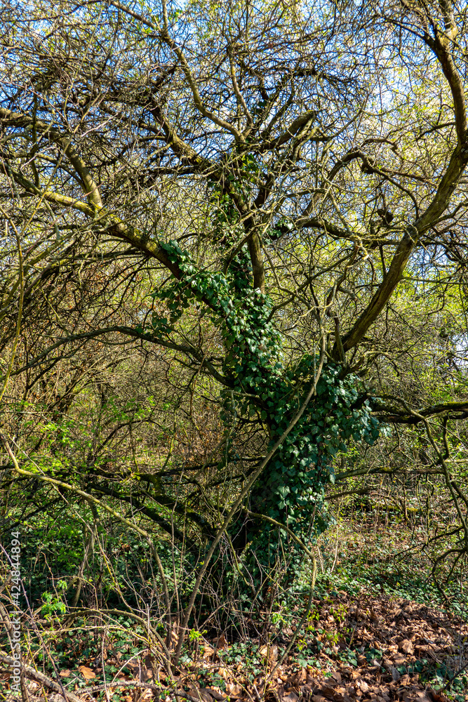 Overgrown garden with old fruit trees