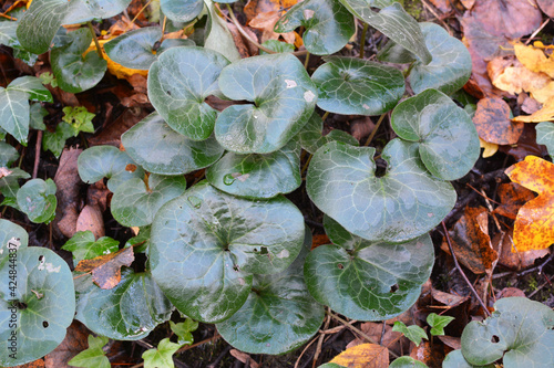 Asarum europaeum grows in the forest photo