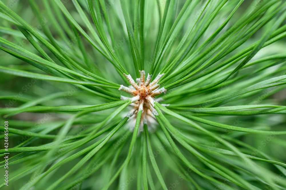Close-up of the branches of a young green spruce, macro. An evergreen plant. Green background Close-up of the branches of a young green spruce, macro. An evergreen plant. Green background