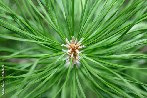 Close-up of the branches of a young green spruce, macro. An evergreen plant. Green background