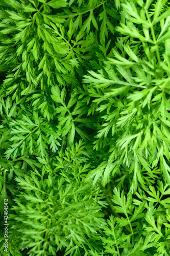 .Fresh green carrot tops, top view. Green background. Vertical photo.