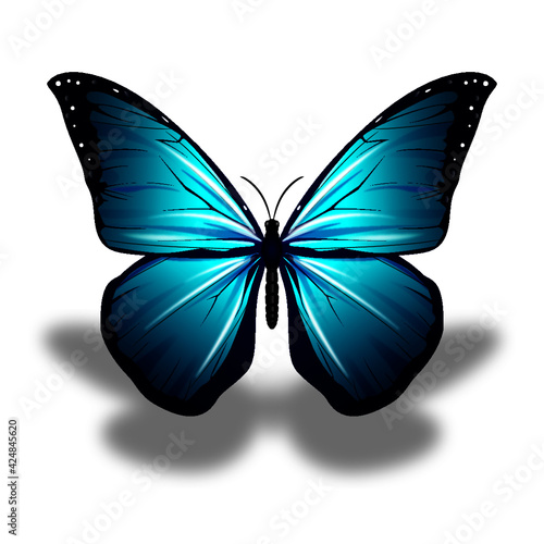 Mariposa de color hermosa de  primavera