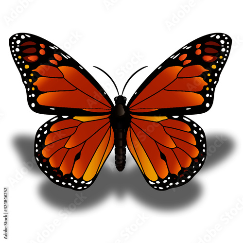 Mariposa de color hermosa de  primavera