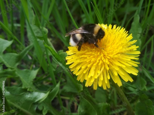 Bumblebee on chamomile