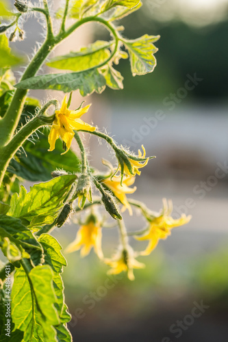 Closeup of flowers and tomato branches against brignt soft background