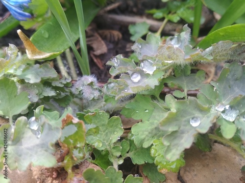 water drops on a leaf