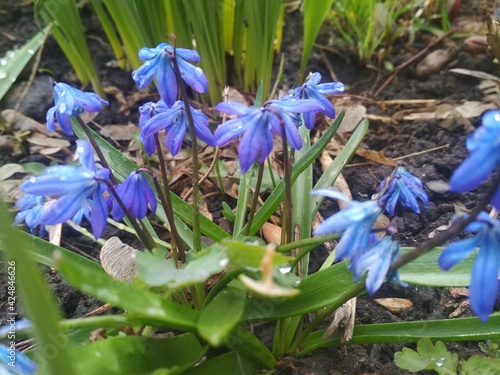 blue and white crocus