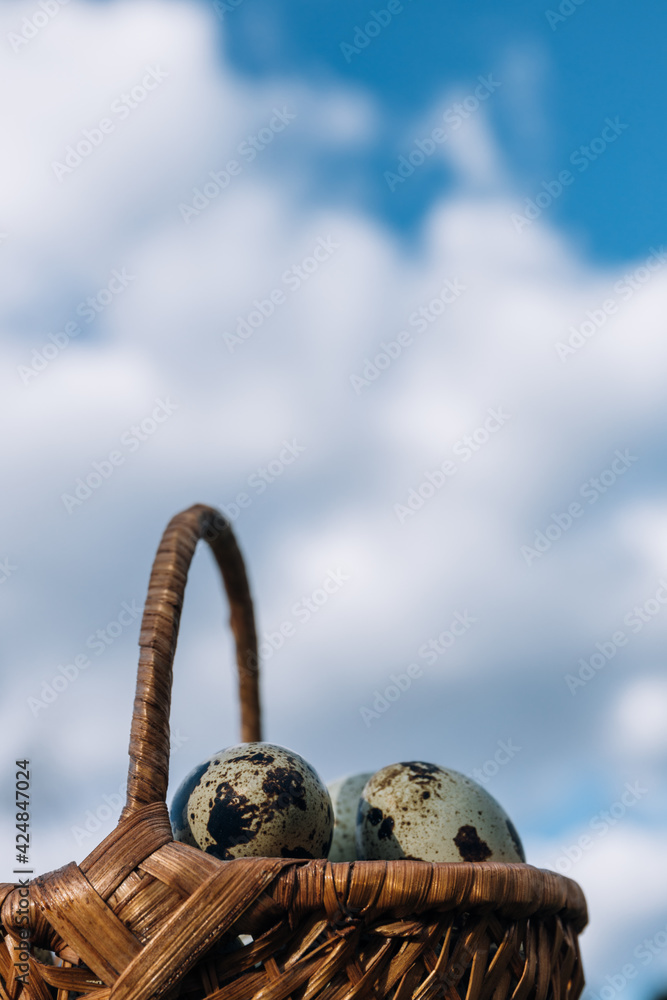quail eggs in the basket blue sky background