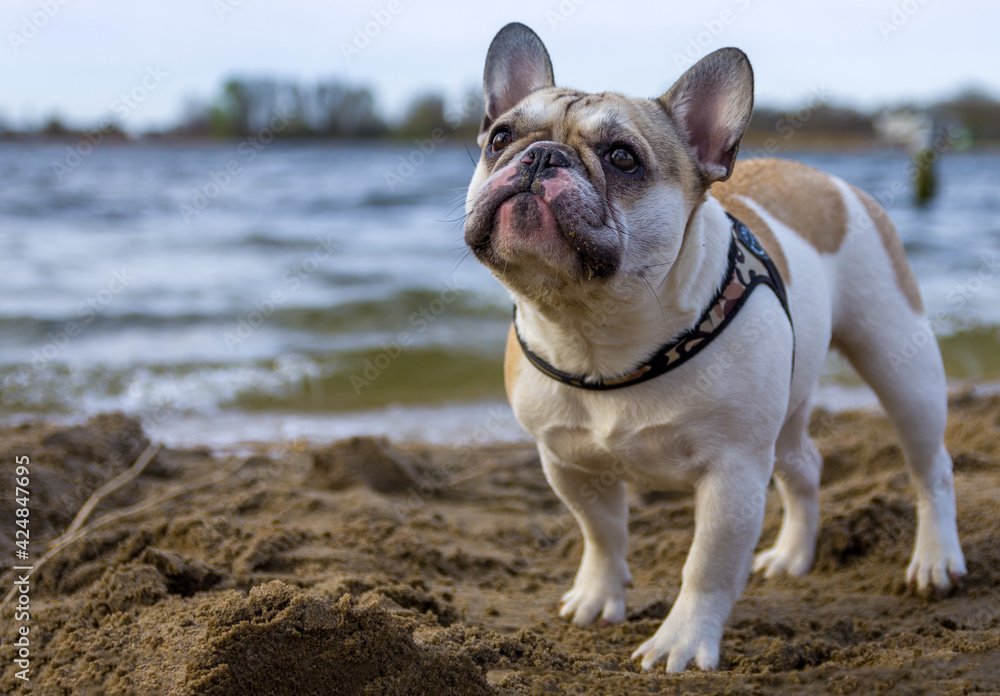 french bulldog puppy looks upwards and stands in the sand