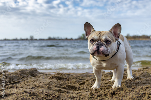 french bulldog puppy looks forward carefully and stands in the sand © Robin