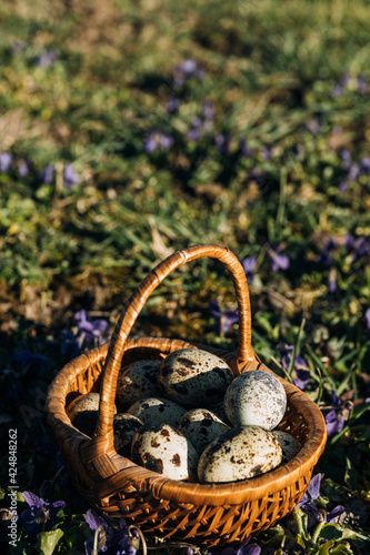 quail eggs in the basket grass background and purple flowers