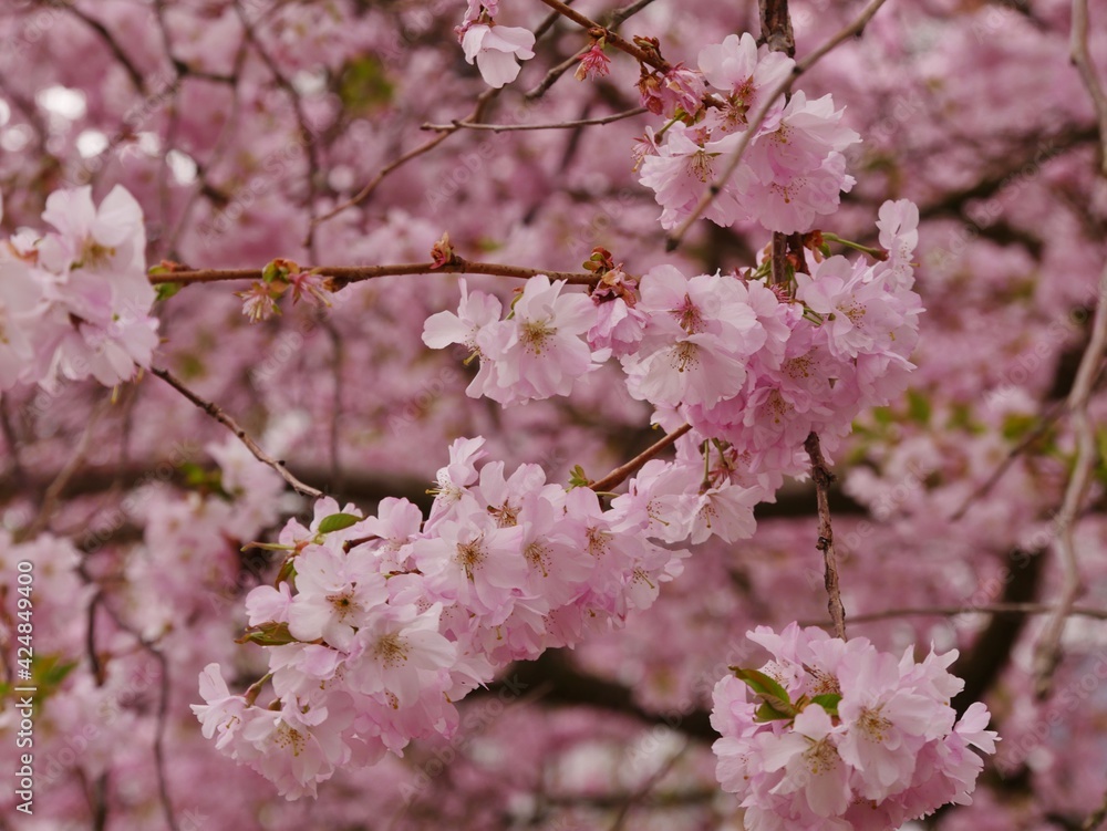 Aufgeblühte Kirschblüte Aufgeblühte Kirschblüte