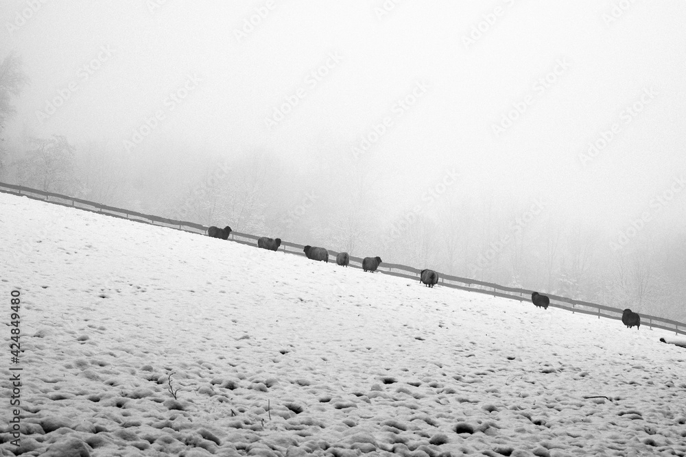 Winter Schnee Nebel Winter Schnee Nebel