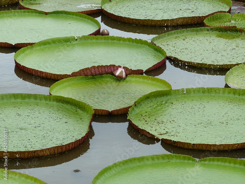 
Victoria amazonica, (Nymphaeaceae family) white blossom on the first night. On the second night the flower is pink. Amazon rainforest, Brazil
 photo