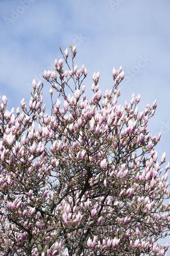 Magnolia is a plant species with deciduous or evergreen foliage, its flowering lasts only a few days if the weather is fine in Geneva, Switzerland