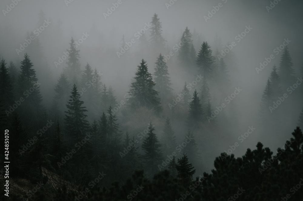 Misty autumn mysterious mood in mountains, wallpaper, edit space