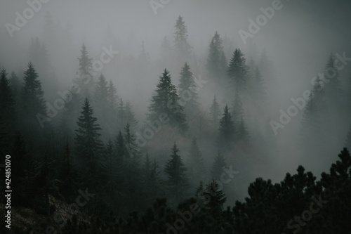 Misty autumn mysterious mood in mountains, wallpaper, edit space