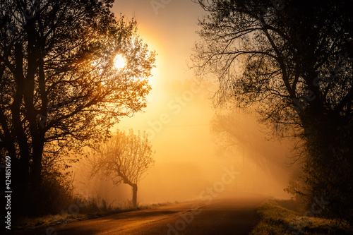 Beautiful autumn morning orange morning scenery  trees silhouette. Beautiful wallpaper. Road to somewhere  adventure photo