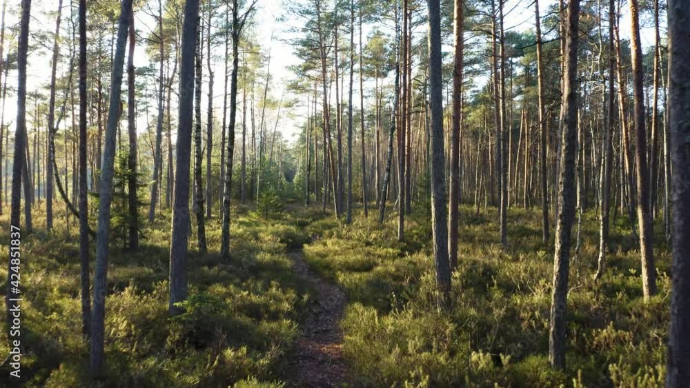 Drone shot flying on autumn pine tree forest. Slow flight in forest on fall season.
Drone shot flying on autumn pine tree forest. Slow flight in forest on fall season.
