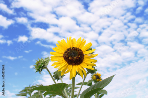 Blooming sunflower against a blue sky with beautiful clouds.