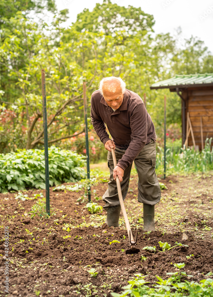 Senior gardener is hoeing the soil in the vegetables garden. Spring garden concept. Senior gardener is hoeing the soil in the vegetables garden. Spring garden concept.