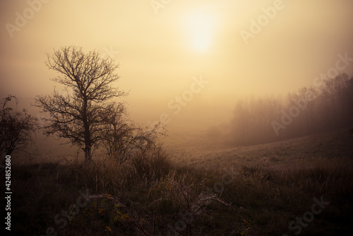 Yellow foggy autumn morning, beautifulcalm yellow scenery, edit space