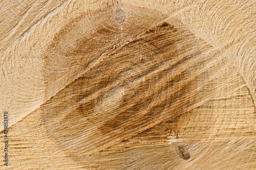 Detail section oak tree trunk, cut transversely, showing the age of the tree rings and cracks in wood 