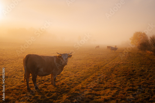 Cows grassing on autumn morning pasture. Foggy mood, colorful warm light, beautiful scenery. behavior of cows on the farm, agricultural life © kovop58