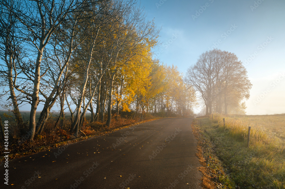 Misty autumn road, colorful trees, calm scenery, warm light