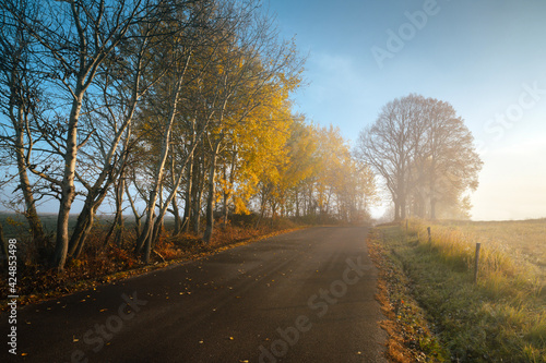 Fototapeta Naklejka Na Ścianę i Meble -  Misty autumn road, colorful trees, calm scenery, warm light