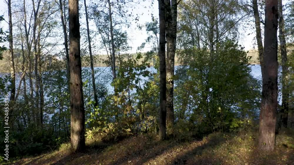 Drone shot flying on autumn pine tree forest. Slow flight in forest on fall season.
Drone shot flying on autumn pine tree forest. Slow flight in forest on fall season.