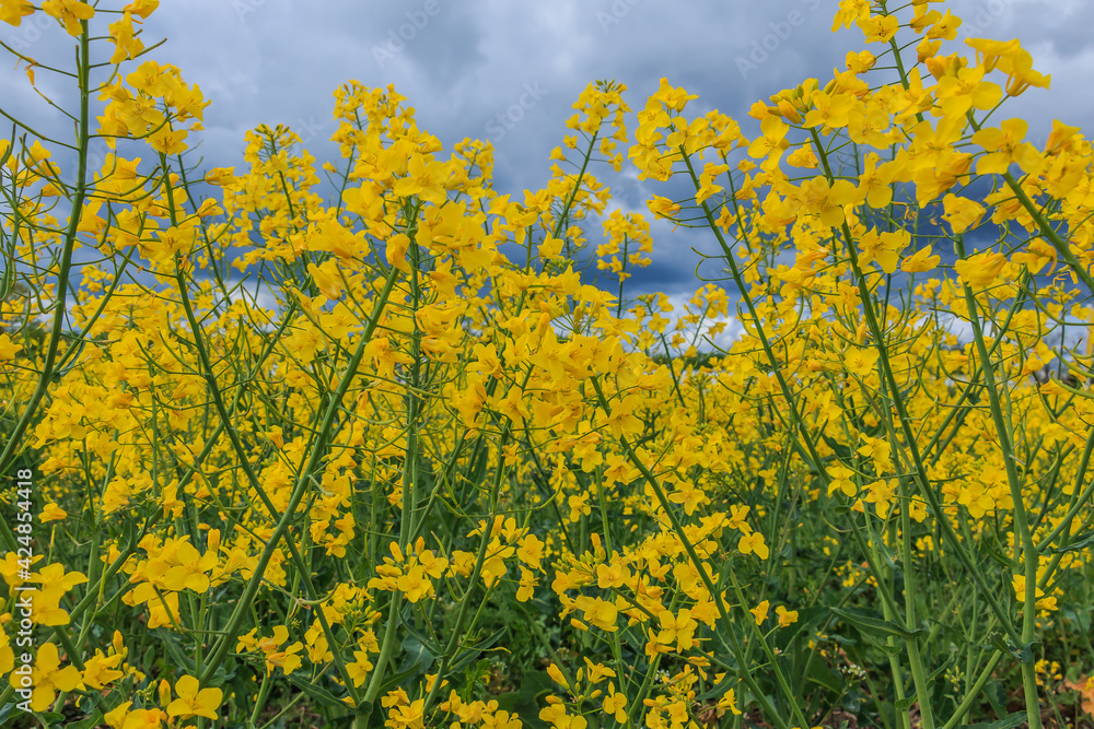 Obraz premium Landscape of Brassica napus plants from a rapeseed field. Lots of yellow flowers with green stem and petals. Petals on open flowers with infructescence