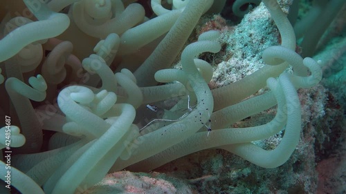 Anemone shrimp (Ancylomenes longicarpus)
Red Sea, 3 cm.
ID: blue border around white saddle photo