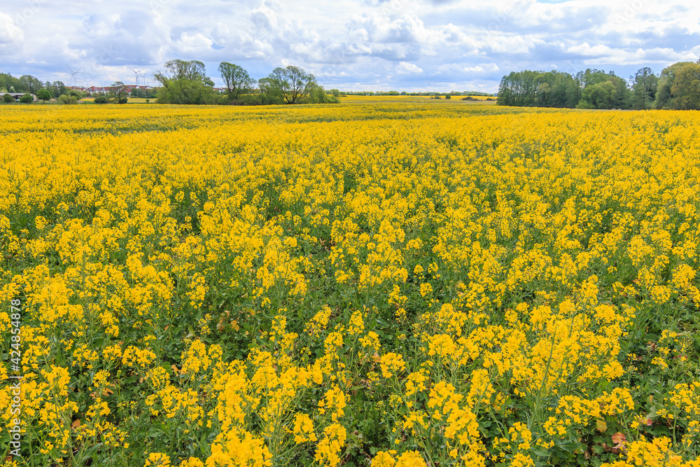 Field of rapeseed plants in yellow bloom in sunshine. Useful plant Brassica napus in summer with Reps or Lewat. Clouds and trees in the background. Plants with green plant stems and leaves Field of rapeseed plants in yellow bloom in sunshine. Useful plant Brassica napus in summer with Reps or Lewat. Clouds and trees in the background. Plants with green plant stems and leaves