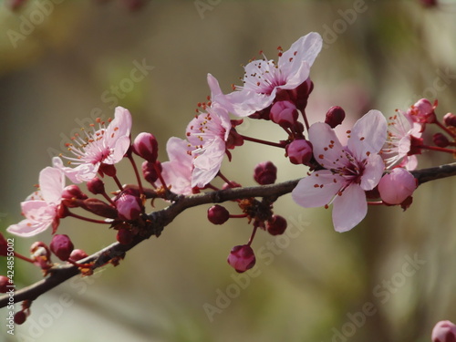 Blossoming in spring