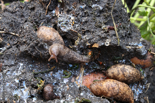 Various slugs hiding in the soil in the garden