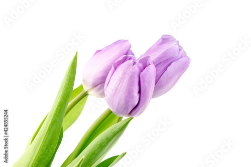 Purple flowers  tulips isolated on white background