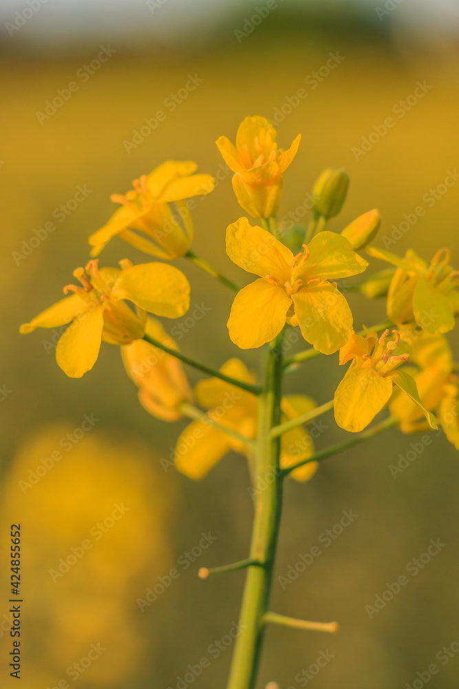 detail of single rape plant in sunshine. Open yellow flowers of the crop in summer. single petals with stem and pistil. green plant stem and plant branches detail of single rape plant in sunshine. Open yellow flowers of the crop in summer. single petals with stem and pistil. green plant stem and plant branches