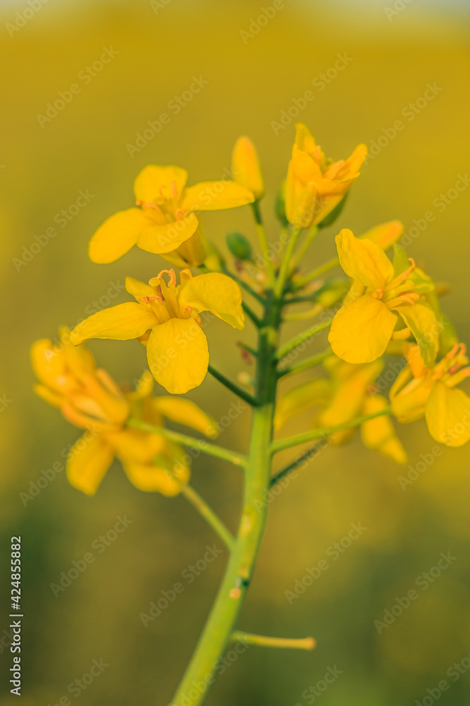 Single rape plant in the sunshine. Yellow flowers with petals in detail. Open flower with pistil and pollen. Green plant stem and branches in summer Single rape plant in the sunshine. Yellow flowers with petals in detail. Open flower with pistil and pollen. Green plant stem and branches in summer