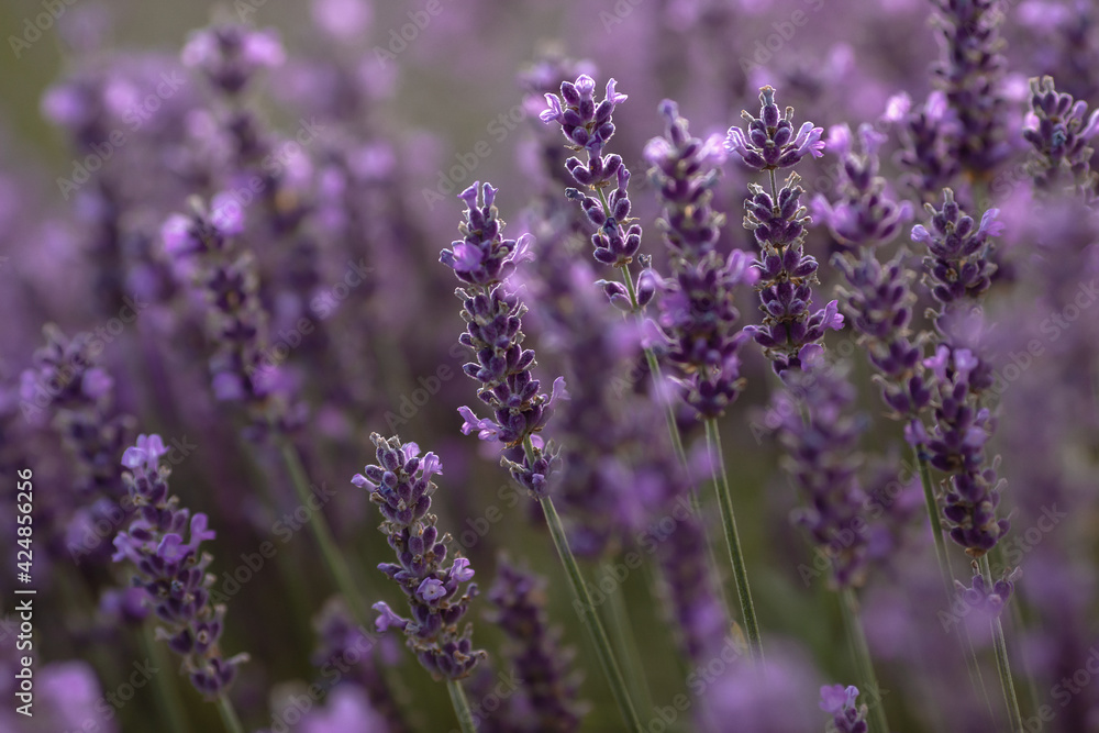 Obraz premium Blooming lavender